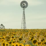 Država za proizvođače suncokreta u Srbiji odredila subvenciju od 7,8 dinara po kilogramu 10