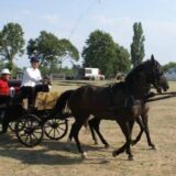 Drenovačka fijakerijada: U šabački kraj stigli najlepši fijakeri iz cele Srbije 5