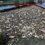 Poljska se konsultuje sa stranim stručnjacima zbog pomora ribe u Odri 11