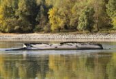 Low water level reveals wreck of a ship that sunk during WWII in the River Danube Suša širom Evrope otkriva drevno kamenje i poruke: "Ako ovo vidiš, plači" 4