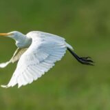 Nove životinje u zoo vrtu u Jagodini 1