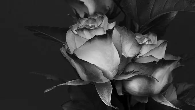 Preminula novinarka i književnica Danica Diković Ćurguz 1