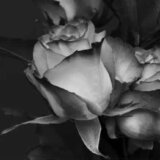 Preminuo novinar Nebojša Amanović 5