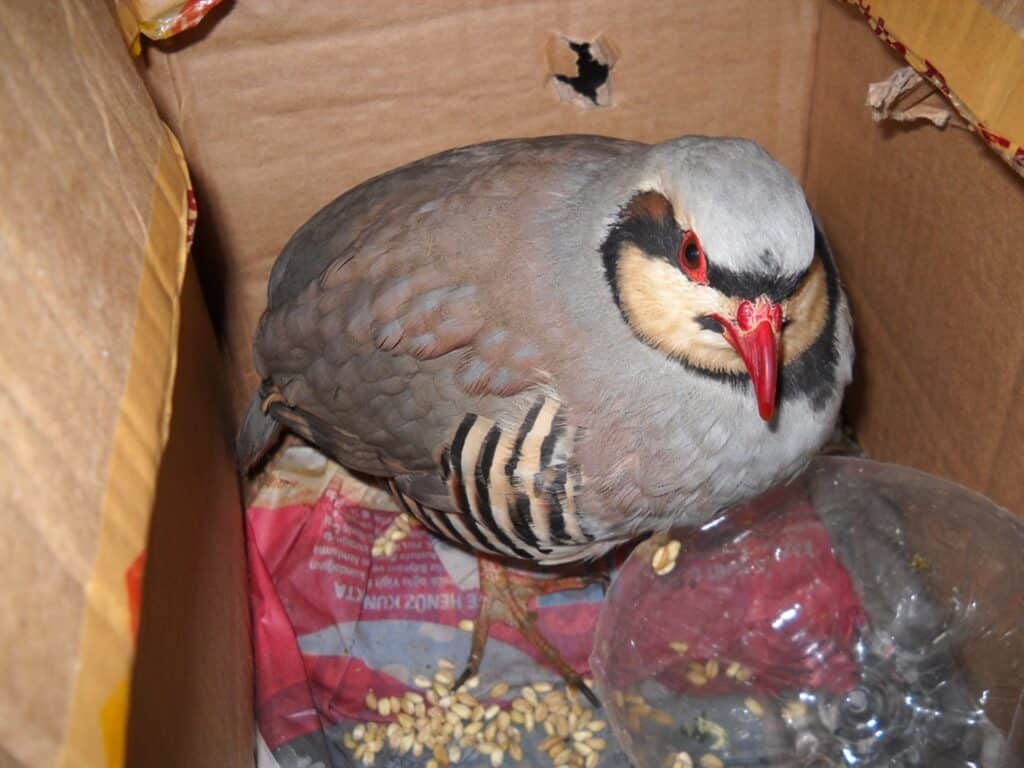 U autobusima zmije i žabe, u pošiljkama tarantule, a automobilima ptice: Koje životinje krijumčari švercuju preko granice 2