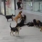 Psi napali profesorku Tehničke škole u Novom Pazaru, ona pri padu polomila ruku: Lutalice ponovo plaše građane u tom gradu 2