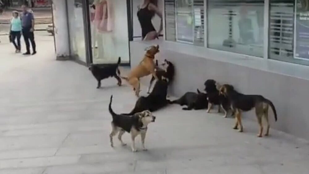 Šetanje bez povoca i korpice za njušku: Koliko iznose kazne za nesavesne vlasnike pasa? 2 Šetanje bez povoca i korpice za njušku: Koliko iznose kazne za nesavesne vlasnike pasa? 2