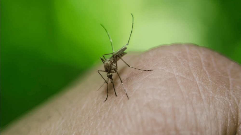 Suzbijanje komaraca u Subotici od srede 1