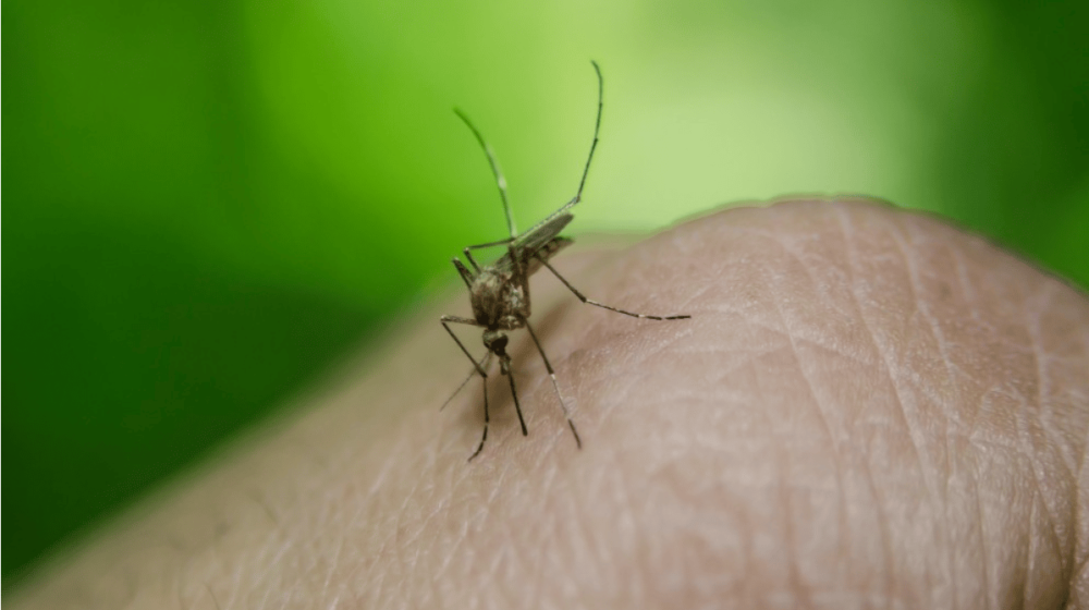 U Srbiji registrovano 53 slučaja groznice Zapadnog Nila 1