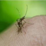 Zašto oko Tamiša ima više komaraca nego kod Đerdapskog jezera? 5