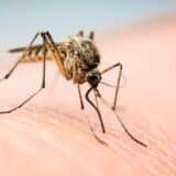 Počinje zaprašivanje komaraca i krpelja u Vranju 4