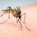 Suzbijanje larvi komaraca u Novom Pazaru 7
