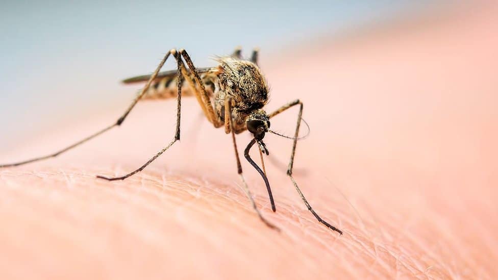 Suzbijanje larvi komaraca u Novom Pazaru 1