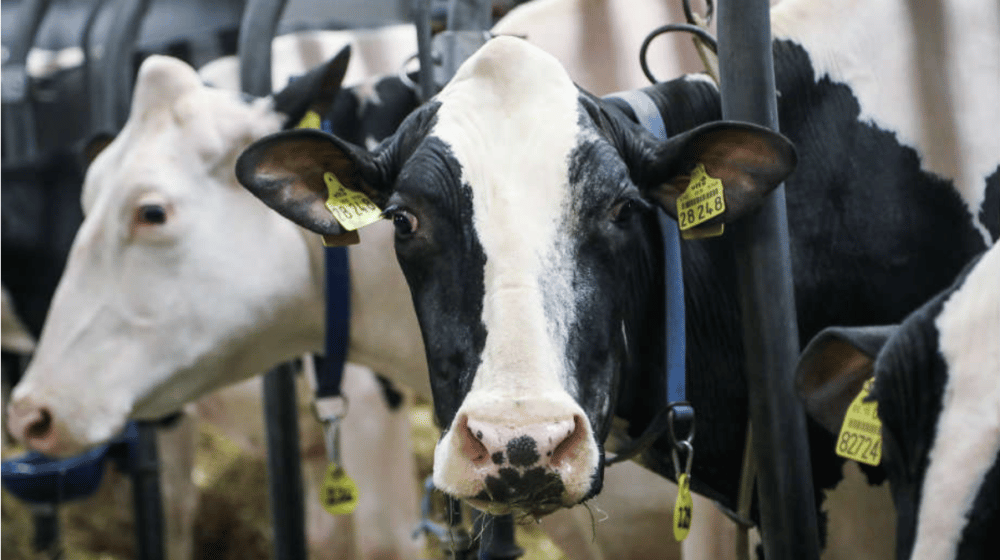 SSP traži od Vlade da se dupliraju subvencije za mlečno govedarstvo 1