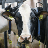 Kineski naučnici klonirali tri “super krave”: Jedna godišnje proizvede 18 tona mleka 3