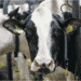 Kineski naučnici klonirali tri “super krave”: Jedna godišnje proizvede 18 tona mleka 6