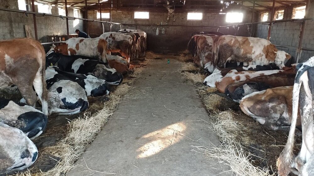 Na farmi krava "Tomić" drugi dan se baca mleko, nema više otkupa 1