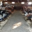 Na farmi krava "Tomić" drugi dan se baca mleko, nema više otkupa 17