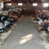 Na farmi krava "Tomić" drugi dan se baca mleko, nema više otkupa 15
