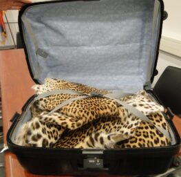 U autobusima zmije i žabe, u pošiljkama tarantule, a automobilima ptice: Koje životinje krijumčari švercuju preko granice 7