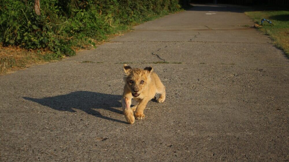 Šta će biti sa lavićem koji je zaplenjen u Subotici: Jako brzo raste, ne sme da bude sa drugim mužjacima 1
