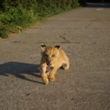 Šta će biti sa lavićem koji je zaplenjen u Subotici: Jako brzo raste, ne sme da bude sa drugim mužjacima 4