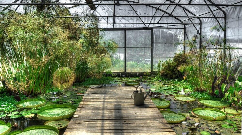 Britanski stručnjaci: Bolji rast egzotičnih biljaka zbog ekstremno toplog vremena 1