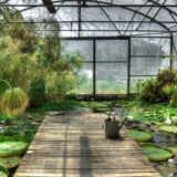 Britanski stručnjaci: Bolji rast egzotičnih biljaka zbog ekstremno toplog vremena 1
