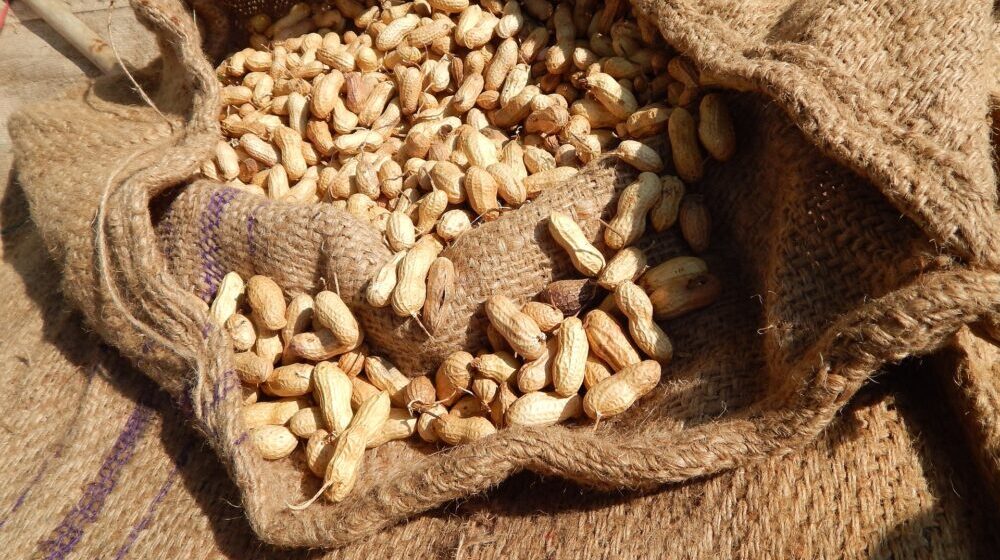 Dva neobična Sremca iz inata odgajila kikiriki na svojoj njivi u Vognju 1