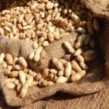 Dva neobična Sremca iz inata odgajila kikiriki na svojoj njivi u Vognju 7