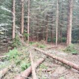 Novi Pazar: Šumar osumnjičen za seču i krađu drva vrednih oko 3.000 evra 3