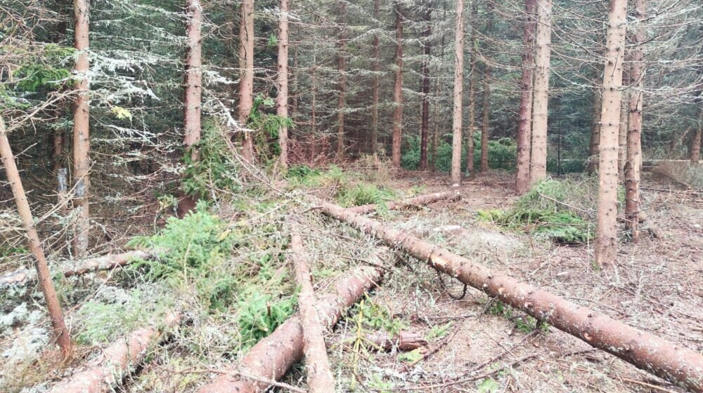 Novi Pazar: Šumar osumnjičen za seču i krađu drva vrednih oko 3.000 evra 1