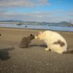 Carstvo mačaka: Na ovom ostrvu ima šest puta više mačaka nego ljudi, a psima je zabranjen pristup 13