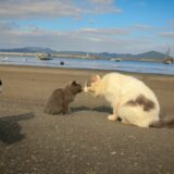 Carstvo mačaka: Na ovom ostrvu ima šest puta više mačaka nego ljudi, a psima je zabranjen pristup 14