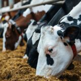 Stojanović: Nećemo imati hrane za stoku, ni dovoljno mleka i mesa na tržištu 6