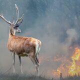 Na koje načine se može sprečiti izbijanje šumskih požara? 1