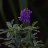 Biljka koja opstaje i u vulkanskom zemljištu: Da li bi mogla da nas prehrani na Marsu? 5