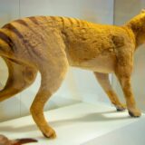 Australijski naučnici će pokušati da "ožive" tasmanijskog tigra 3
