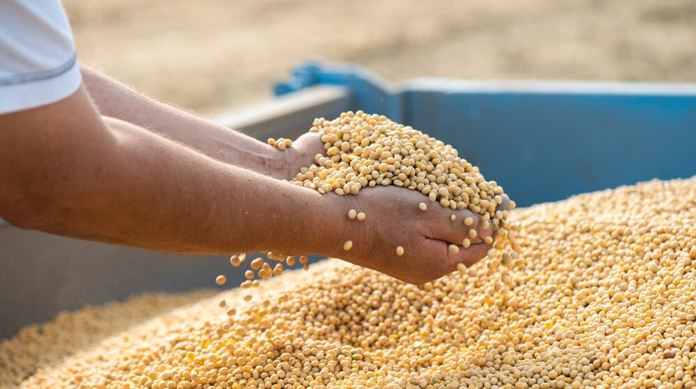 Na Produktnoj berzi u Novom Sadu raste cena soje, kilogram od 82 do 83 dinara 1