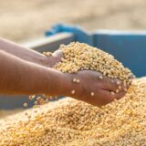 Na Produktnoj berzi u Novom Sadu raste cena soje, kilogram od 82 do 83 dinara 10
