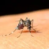 Batut: U Srbiji 81 slučaj groznice Zapadnog Nila, šestoro umrlo 6