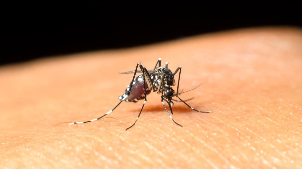 Groznica Zapadnog Nila: Do 28. jula potvrđeno 16 slučajeva, starije osobe sa pridruženim oboljenjima osetljivije na ubod komarca 1
