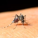 Groznica Zapadnog Nila: Do 28. jula potvrđeno 16 slučajeva, starije osobe sa pridruženim oboljenjima osetljivije na ubod komarca 11