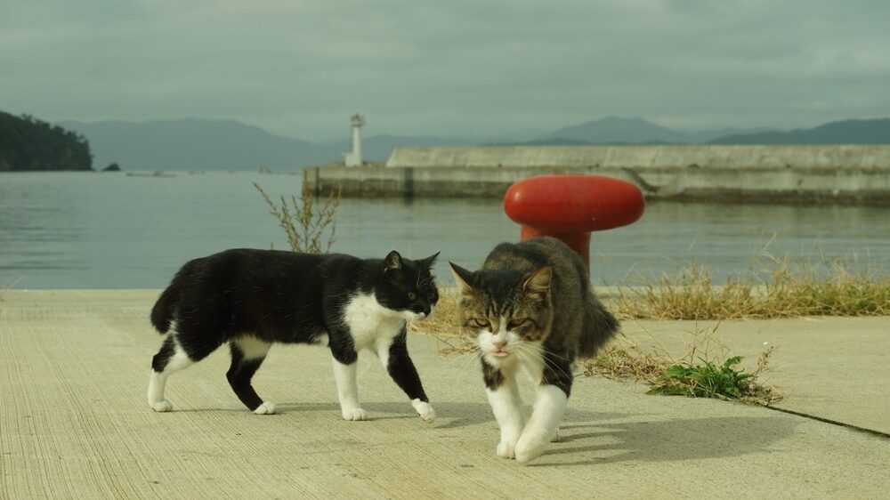 Carstvo mačaka: Na ovom ostrvu ima šest puta više mačaka nego ljudi, a psima je zabranjen pristup 2
