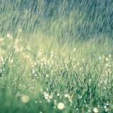 Može li kiša da spase useve i poveća nivo reka? 13