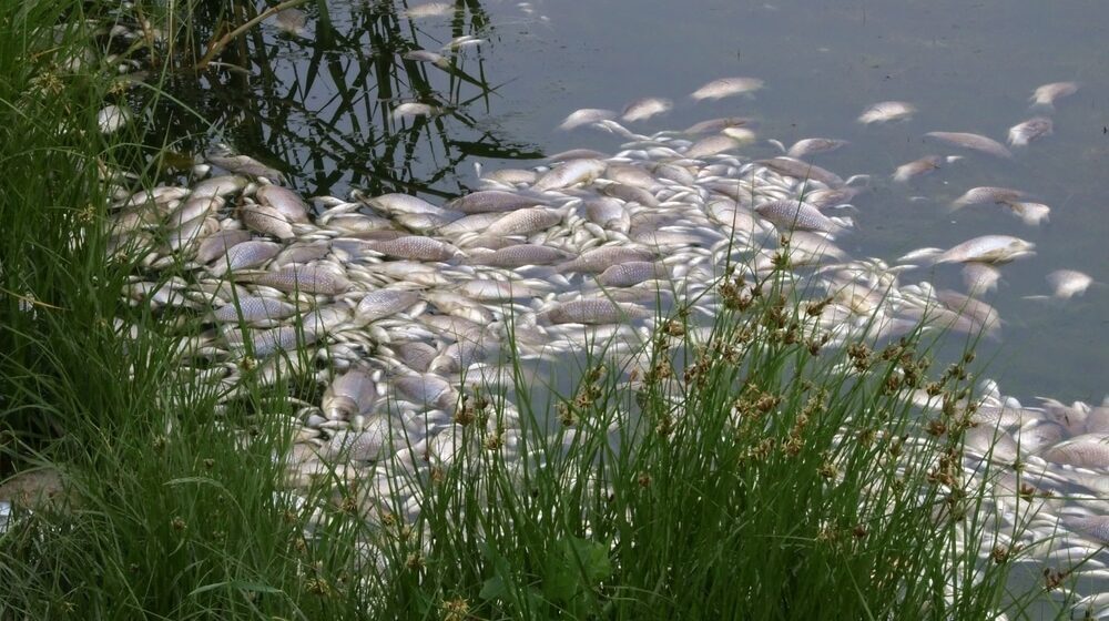 Pomor ribe u reci Odri: Ko je odgovoran za ekološku katastrofu? 1