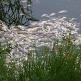Pomor ribe u reci Odri: Ko je odgovoran za ekološku katastrofu? 4