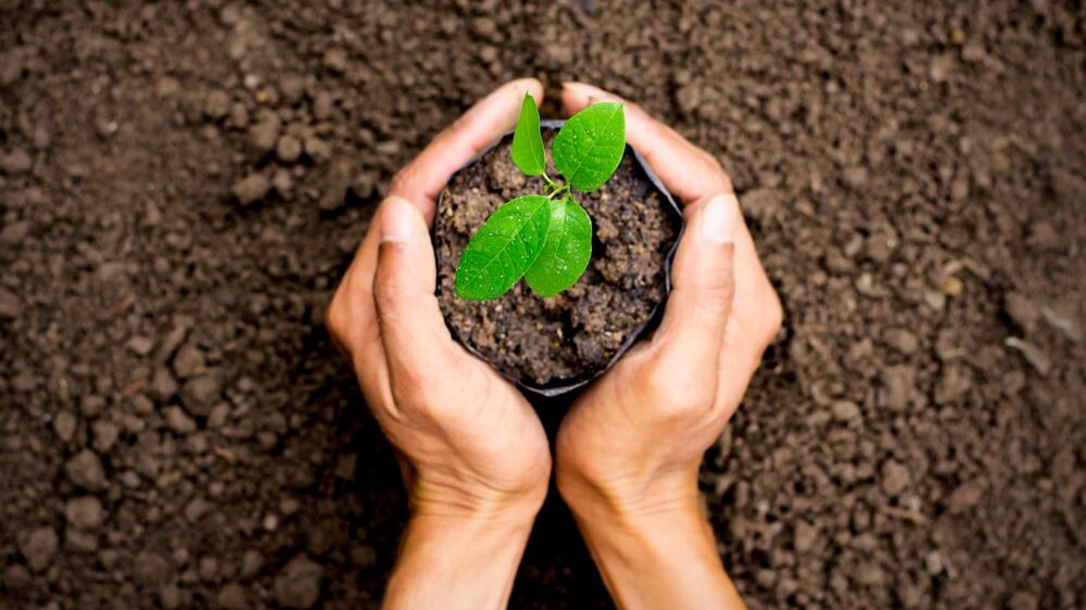 Kako postati deo najveće akcije pošumljavanja planete 2