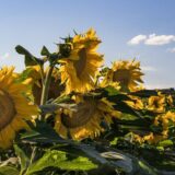 Demokratska stranka podržala protest Inicijative za opstanak srpskog poljoprivrednika 5