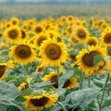 Vlada Srbije: Usvojena Uredba o utvrđivanju programa finansijske podrške proizvođačima suncokreta 7