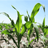 Šućurović (LSV): Od Pokrajinske vlade ni dinara u rebalansu za ublažavanje posledica suše 3